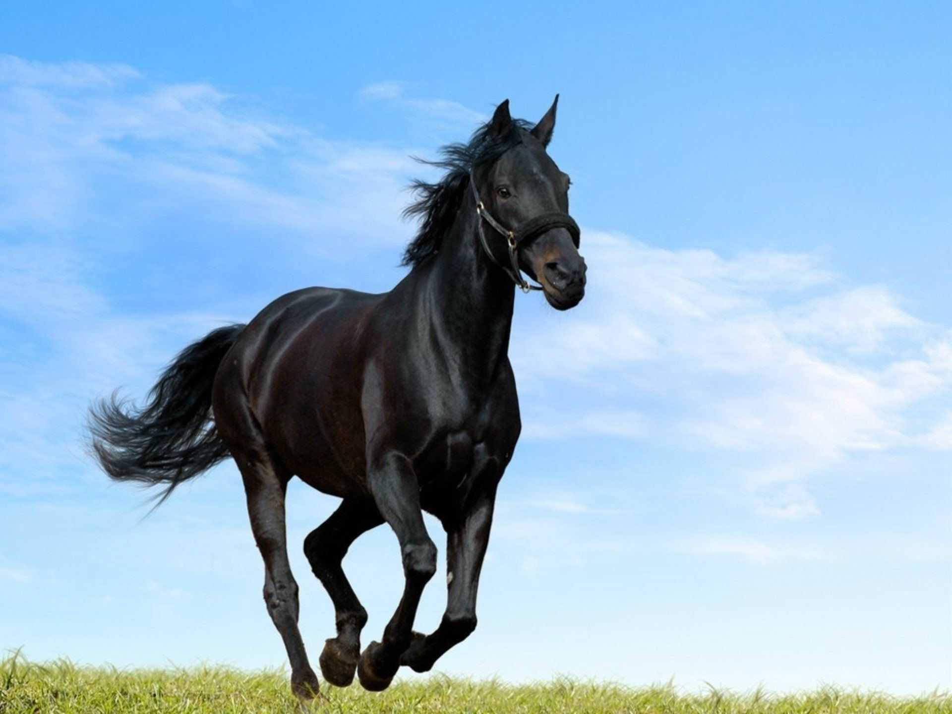 Horse Painting Mustang Horse wallpaper  Free TOP wallpapers