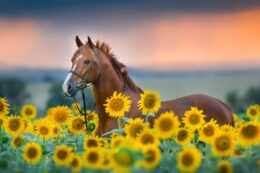 Horse Wallpaper