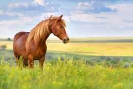 Horse Wallpaper