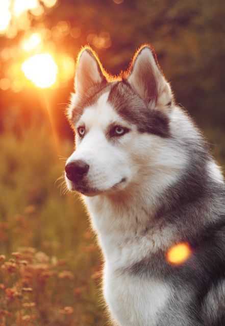 Desktop Wallpaper Siberian Husky Dog Hd Image Picture Background Yclc90