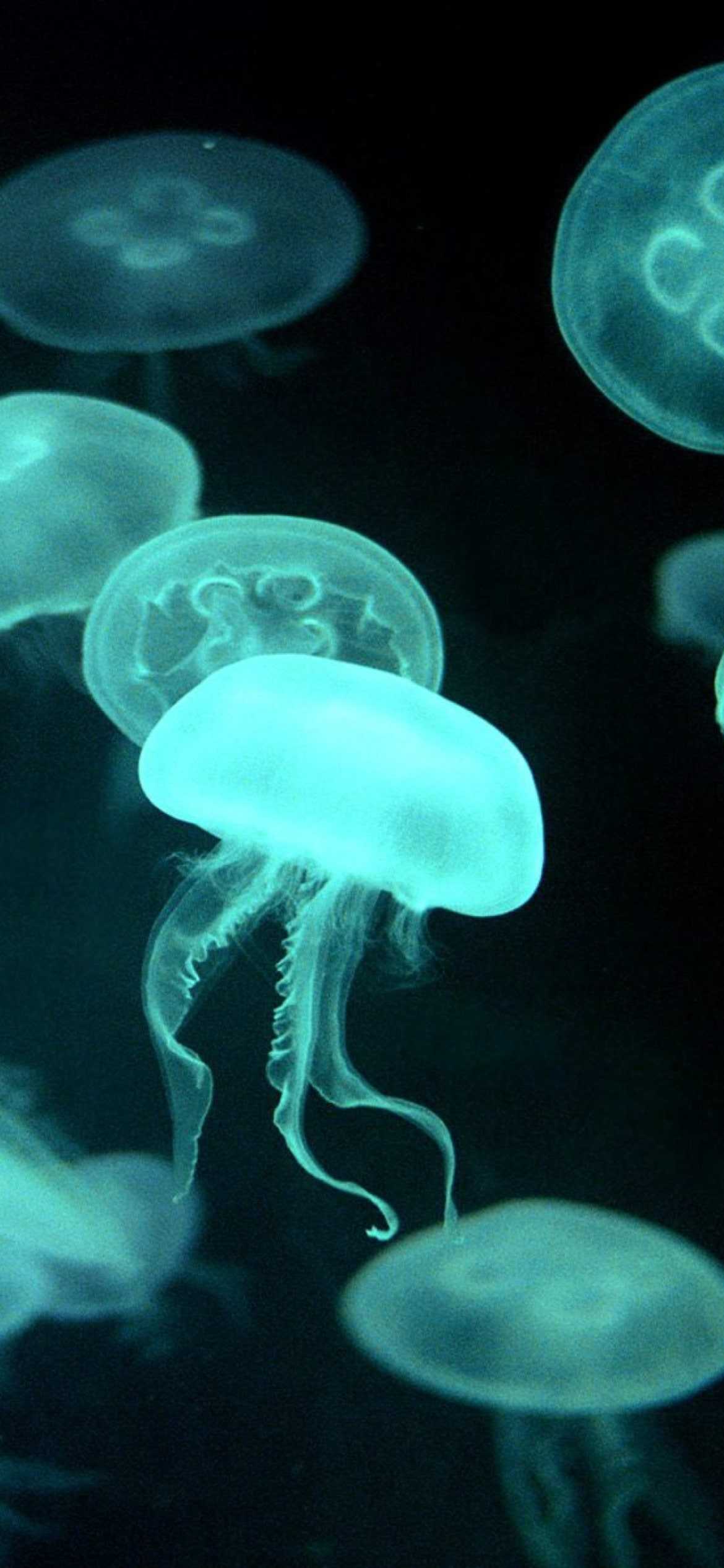 Jellyfish Wallpaper - NawPic