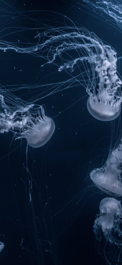 underwater photography of jellyfish iPhone Wallpapers Free Download