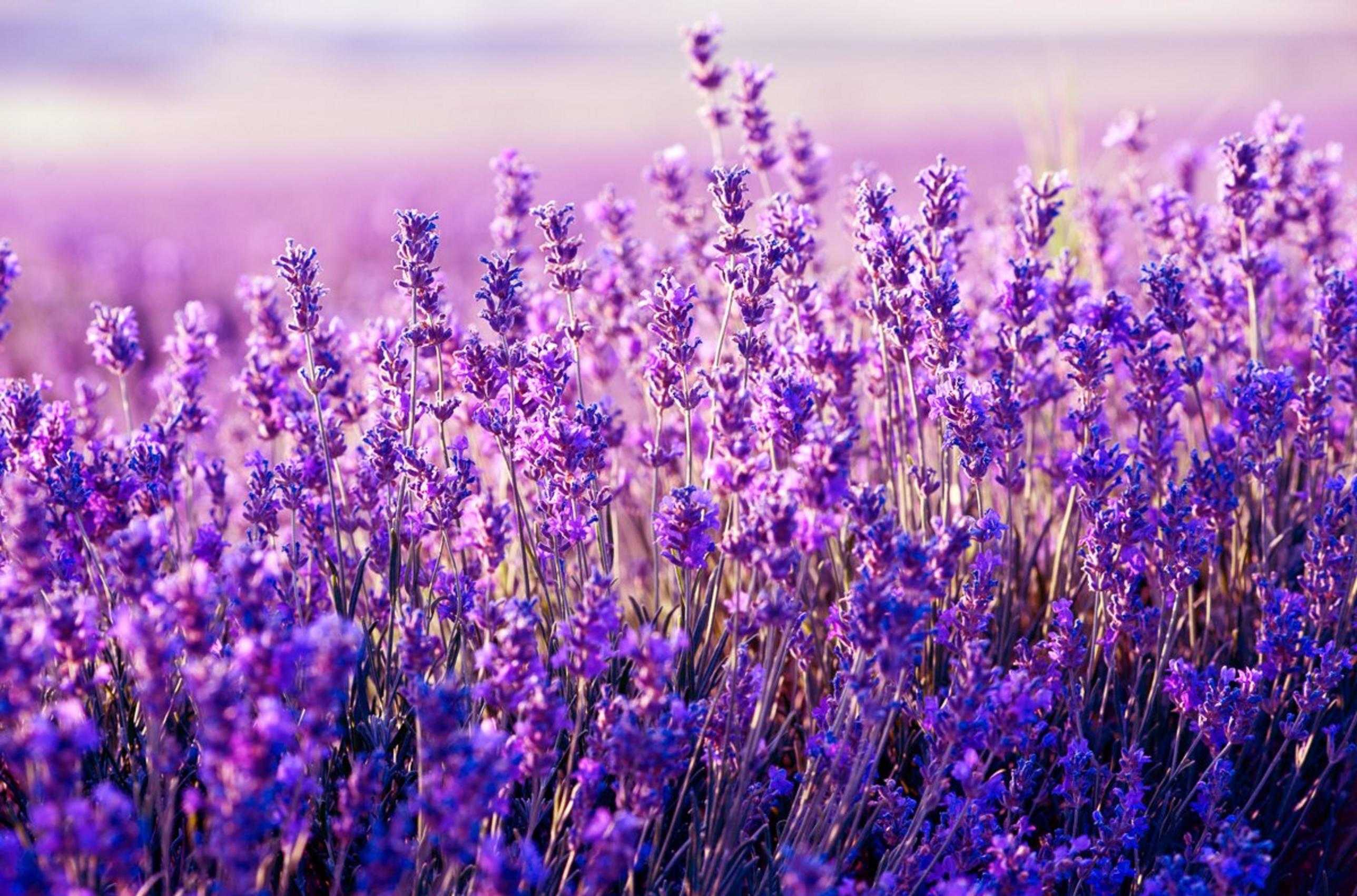 Hình nền lavender sẽ mang đến cho bạn một không gian làm việc hoàn hảo, với màu tím nhạt trẻ trung và tinh tế. Hãy xem hình ảnh này để được cảm nhận sự tươi mới và độc đáo mà mẫu hình này mang lại.
