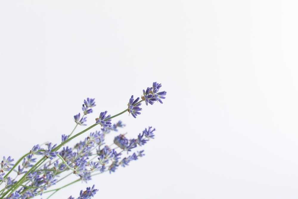 Lavender Wallpaper - NawPic
