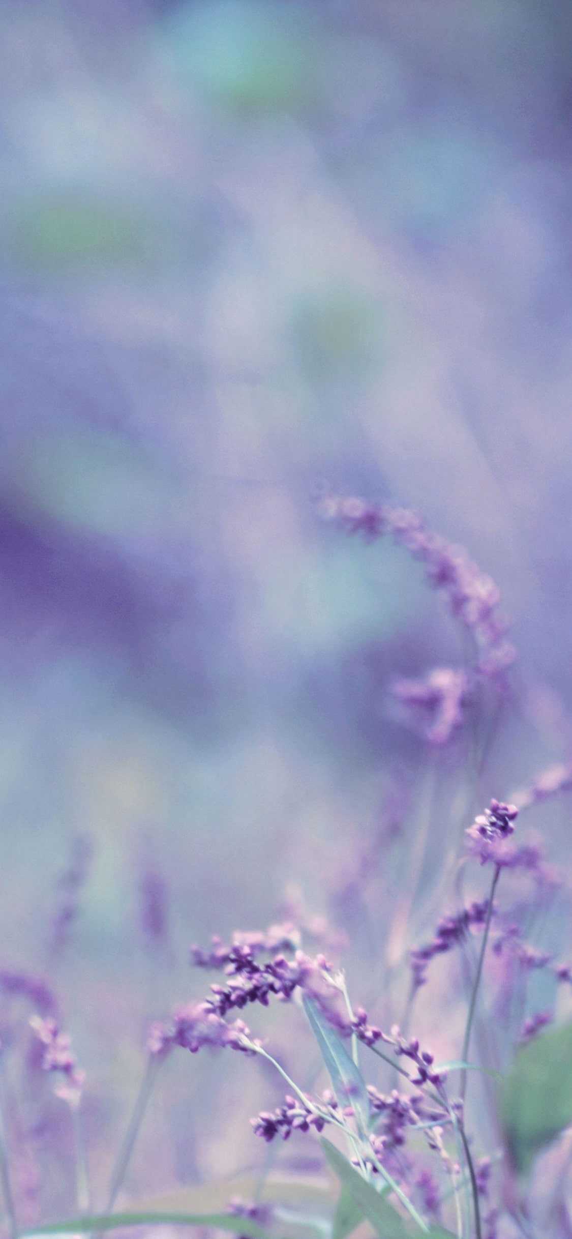 Lavender Wallpaper - NawPic