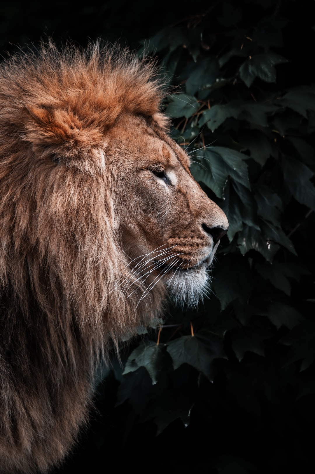 Wallpaper ID: 289692 / lion portrait animal portrait face wild animal 4k  wallpaper free download
