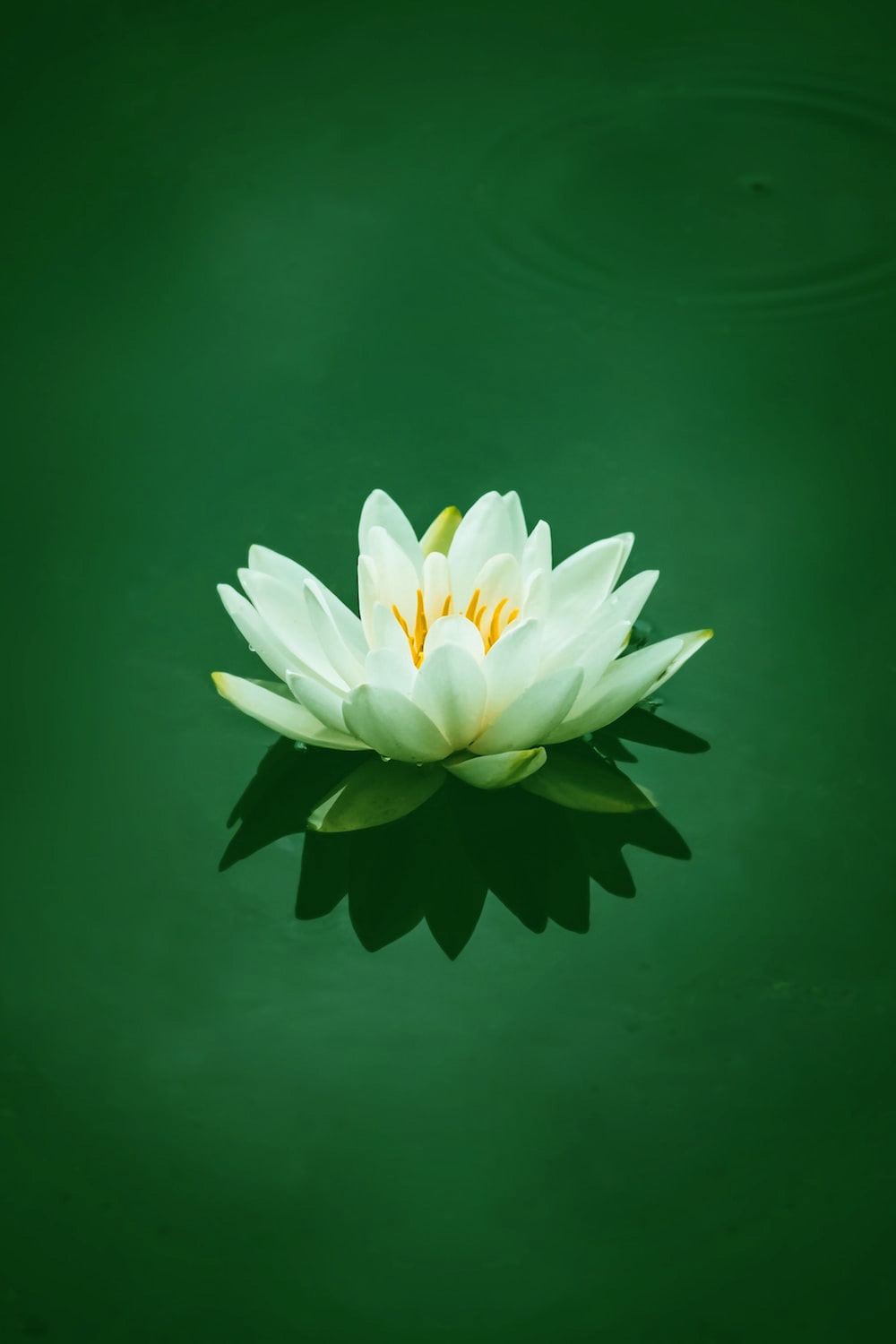 Lotus Wallpaper - NawPic