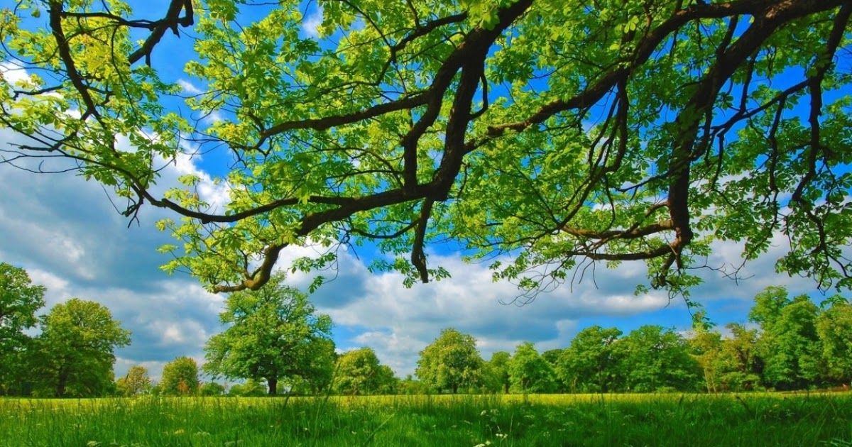 Nature Background Wallpaper