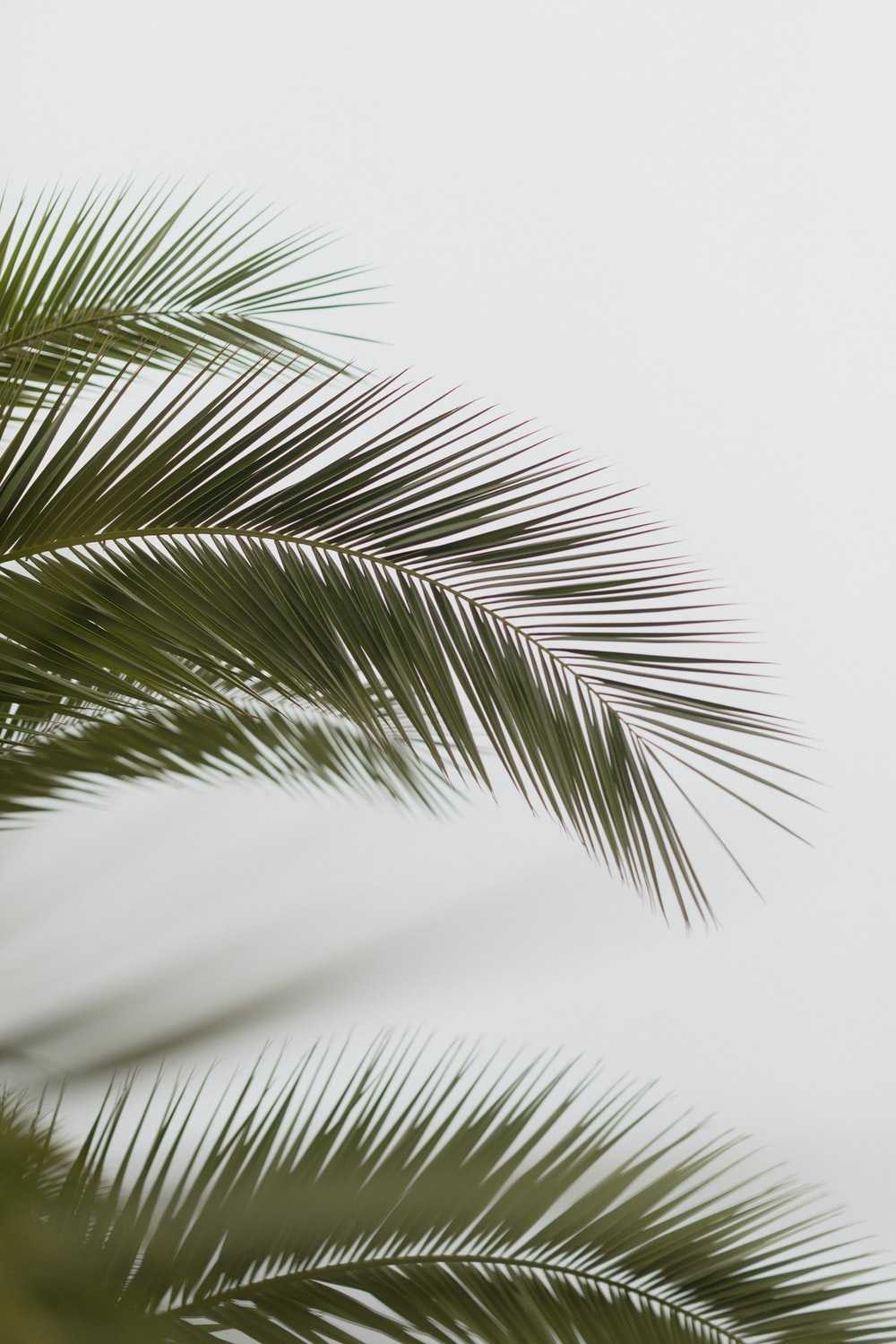 Palm Tree Background Wallpaper
