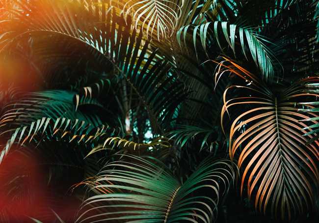Palm Tree Desktop Wallpaper