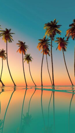Palm Tree Wallpaper