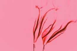 Pink Background Wallpaper Pink Background Wallpaper