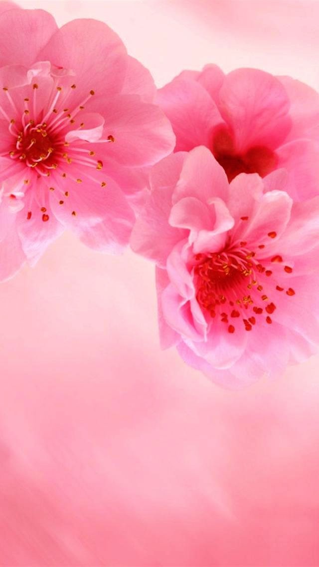 Pink iphone Wallpaper - NawPic