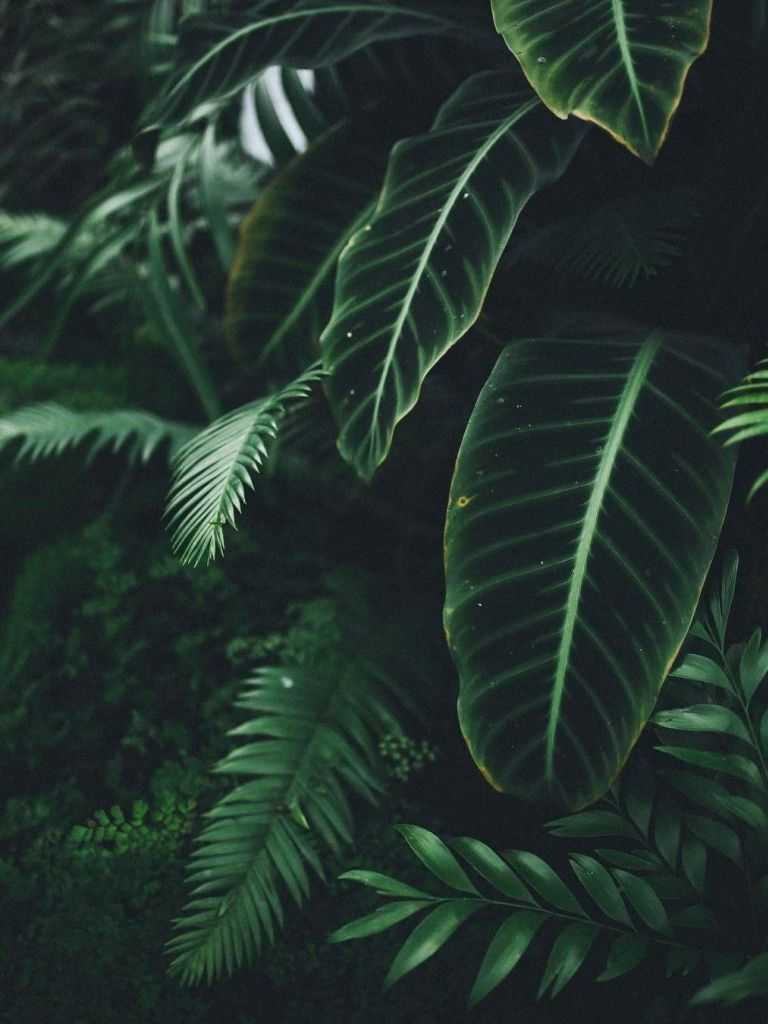 Aesthetic Plant Pictures  Download Free Images on Unsplash