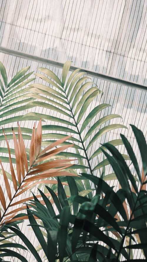 Plant Aesthetic Wallpaper