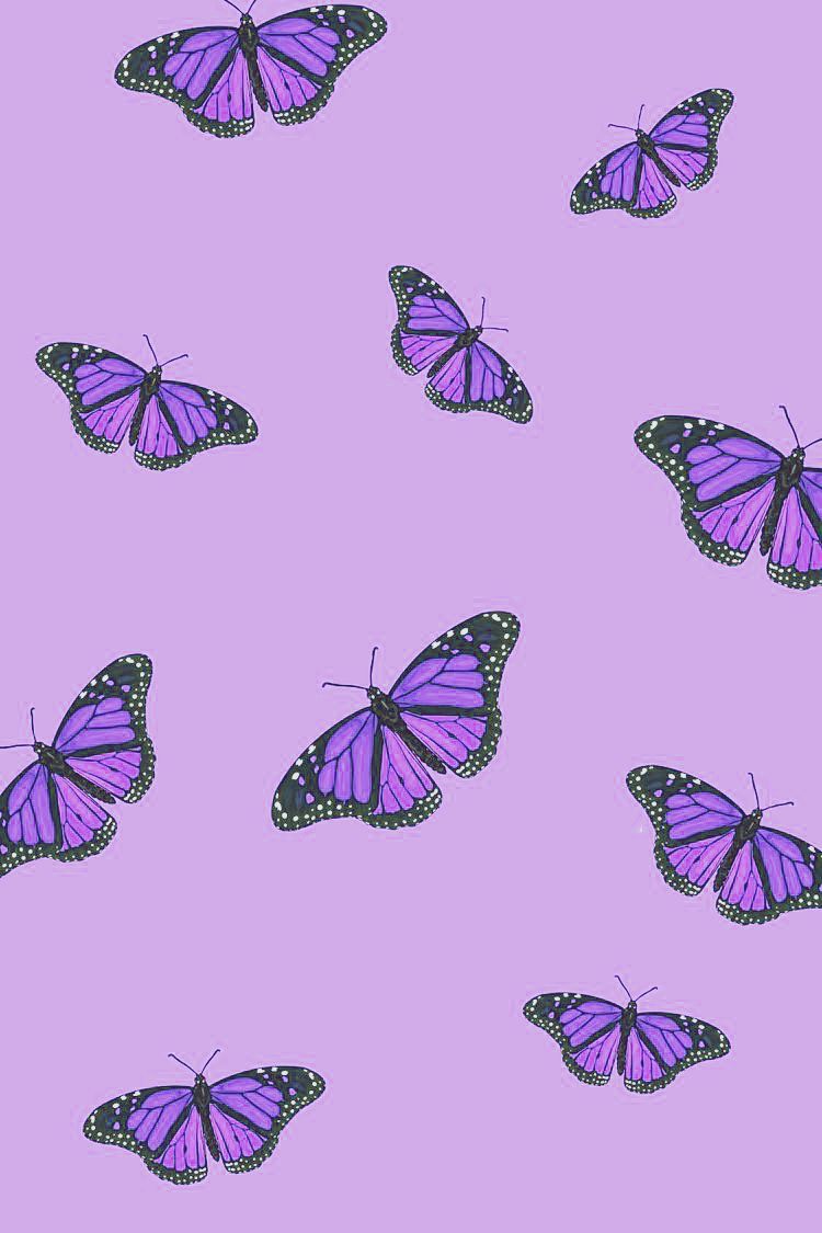 Purple Butterfly Fantasy HD wallpaper download