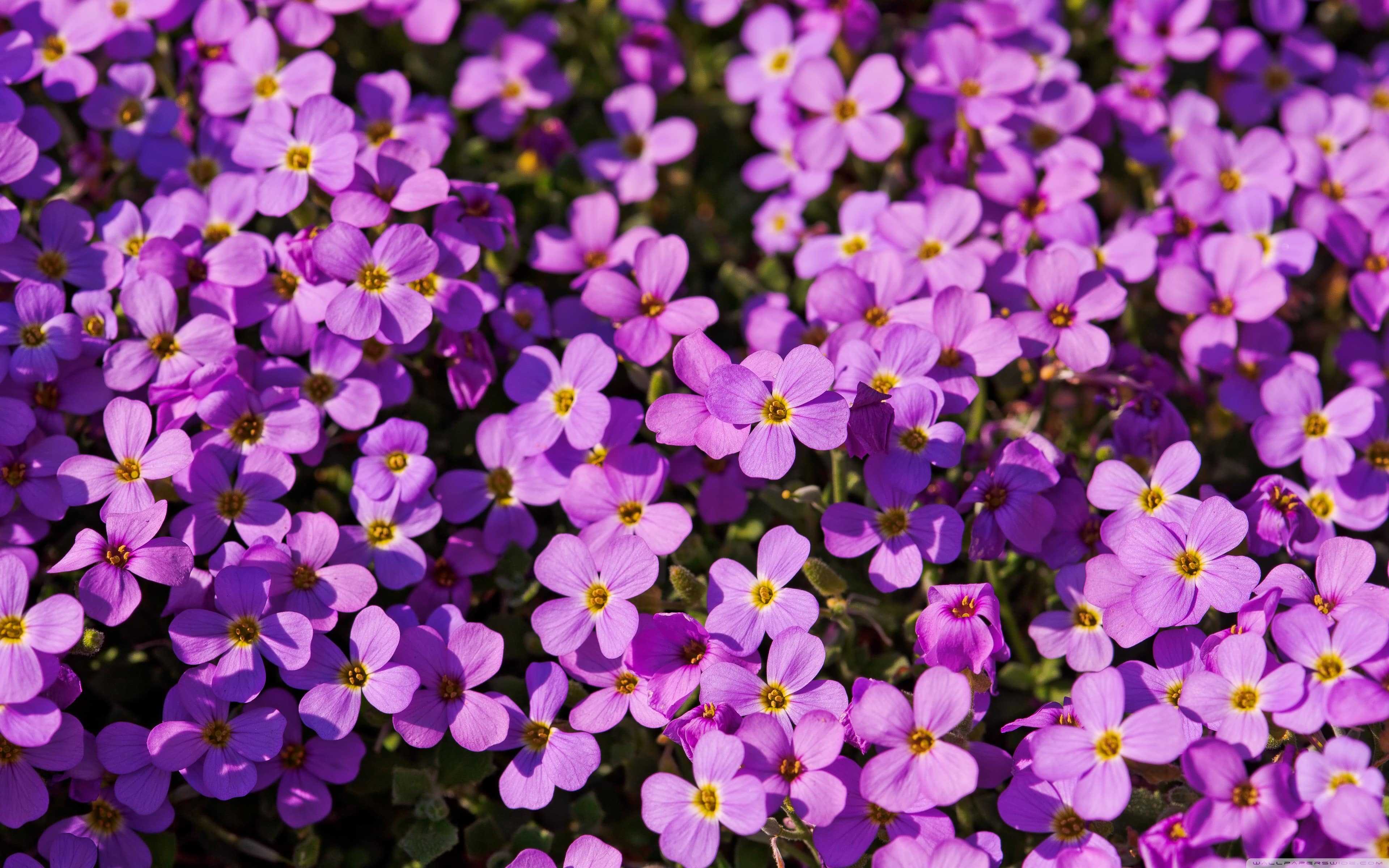 Purple Flower Wallpaper - NawPic