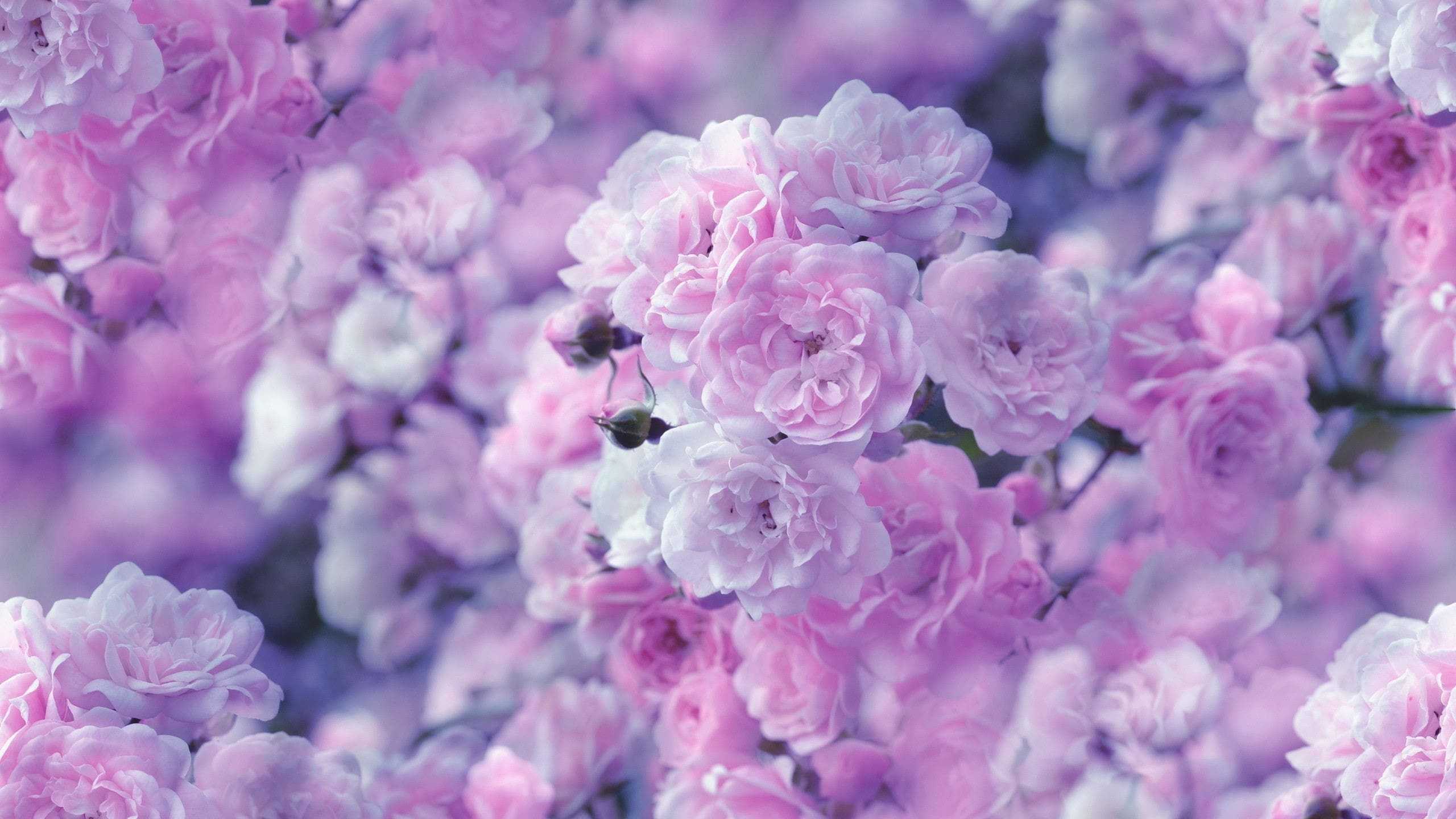 9000 Beautiful HD Flower Wallpapers  Pixabay