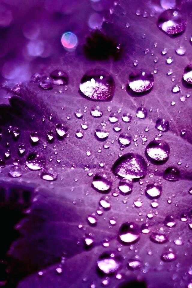 Purple Hd Wallpaper NawPic