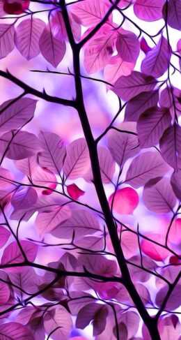 Purple Hd Wallpaper