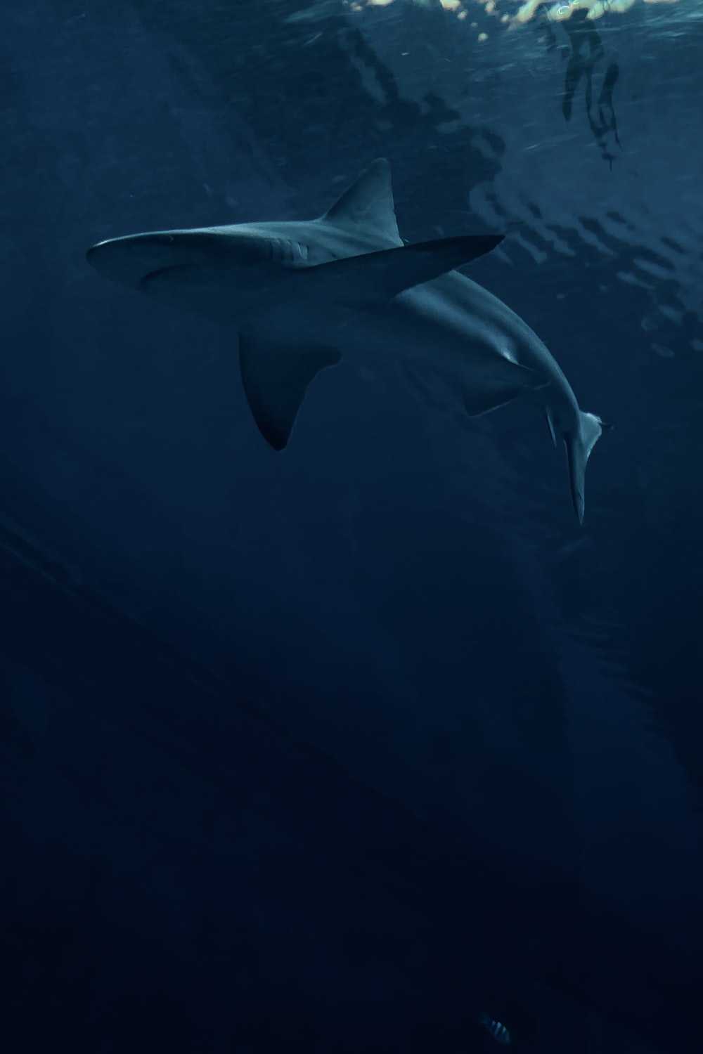 Shark Wallpaper - NawPic