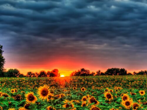 Summer Background Wallpaper