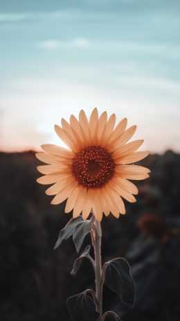 Sunflower Wallpaper