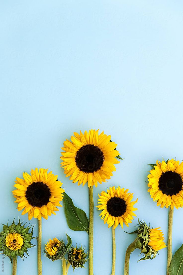 Sunflower Wallpaper - NawPic