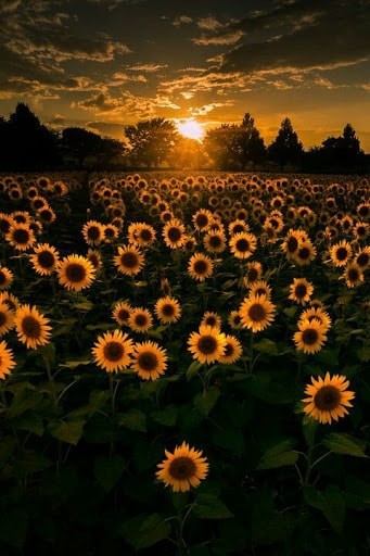 50 Sunflower Wallpaper Backgrounds to Download Free For Your iPhone
