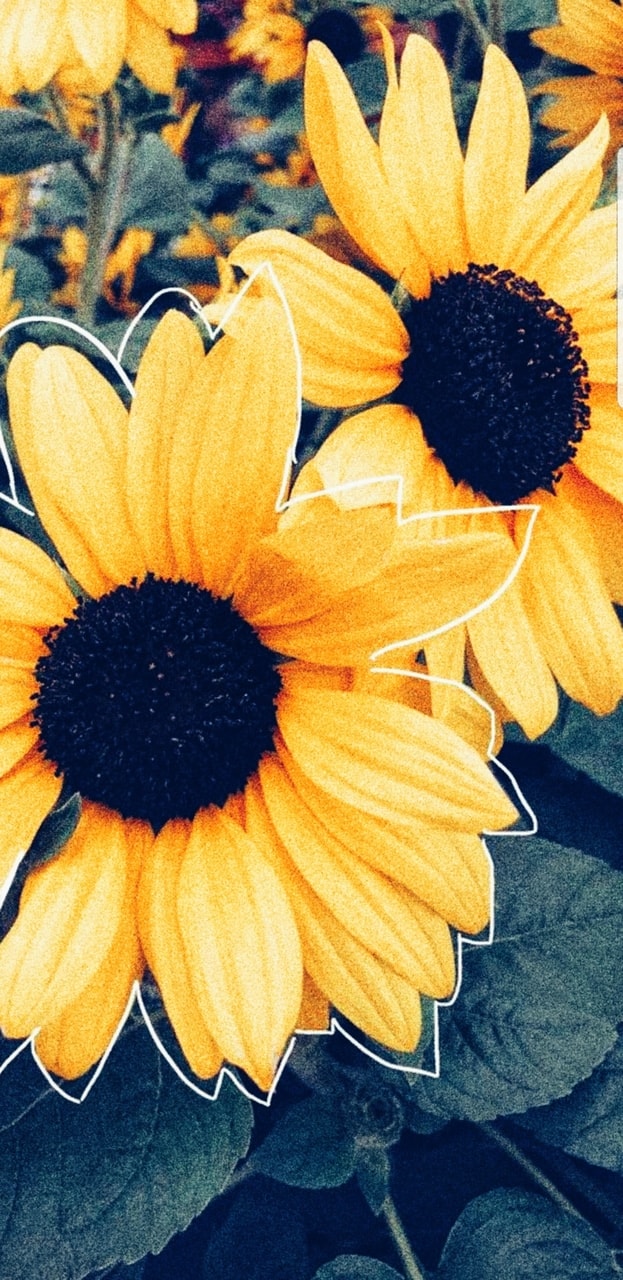 Featured image of post Sunflower Wallpaper Iphone 12 We ve extracted the new wallpapers directly from ios 14 1 and you can download them for your iphone model below