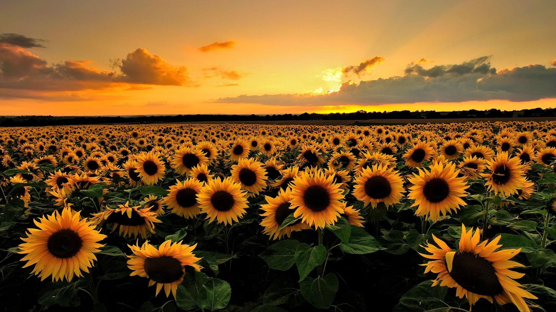 Featured image of post Lock Screen Sunflower Sunset Wallpaper Enjoy and share your favorite beautiful hd wallpapers and background images