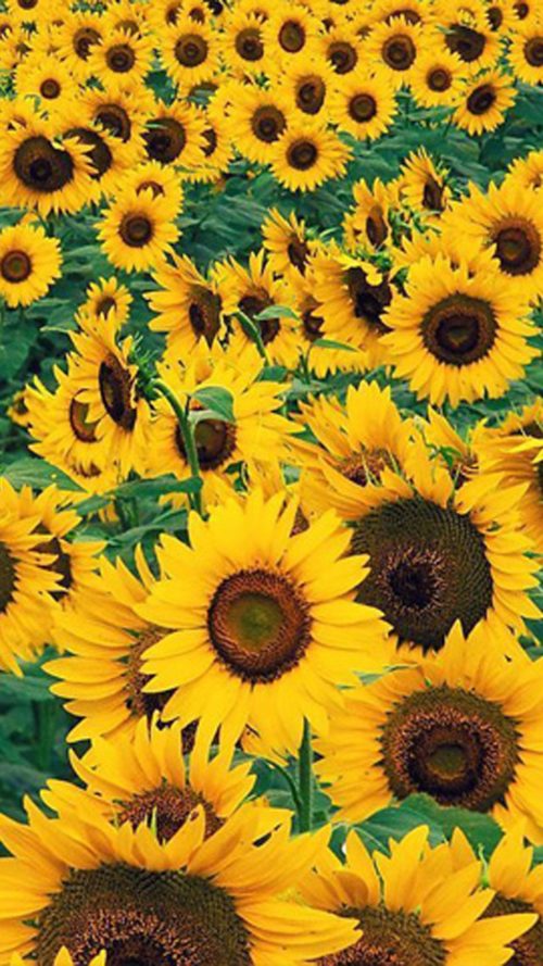Sunflowers Wallpaper