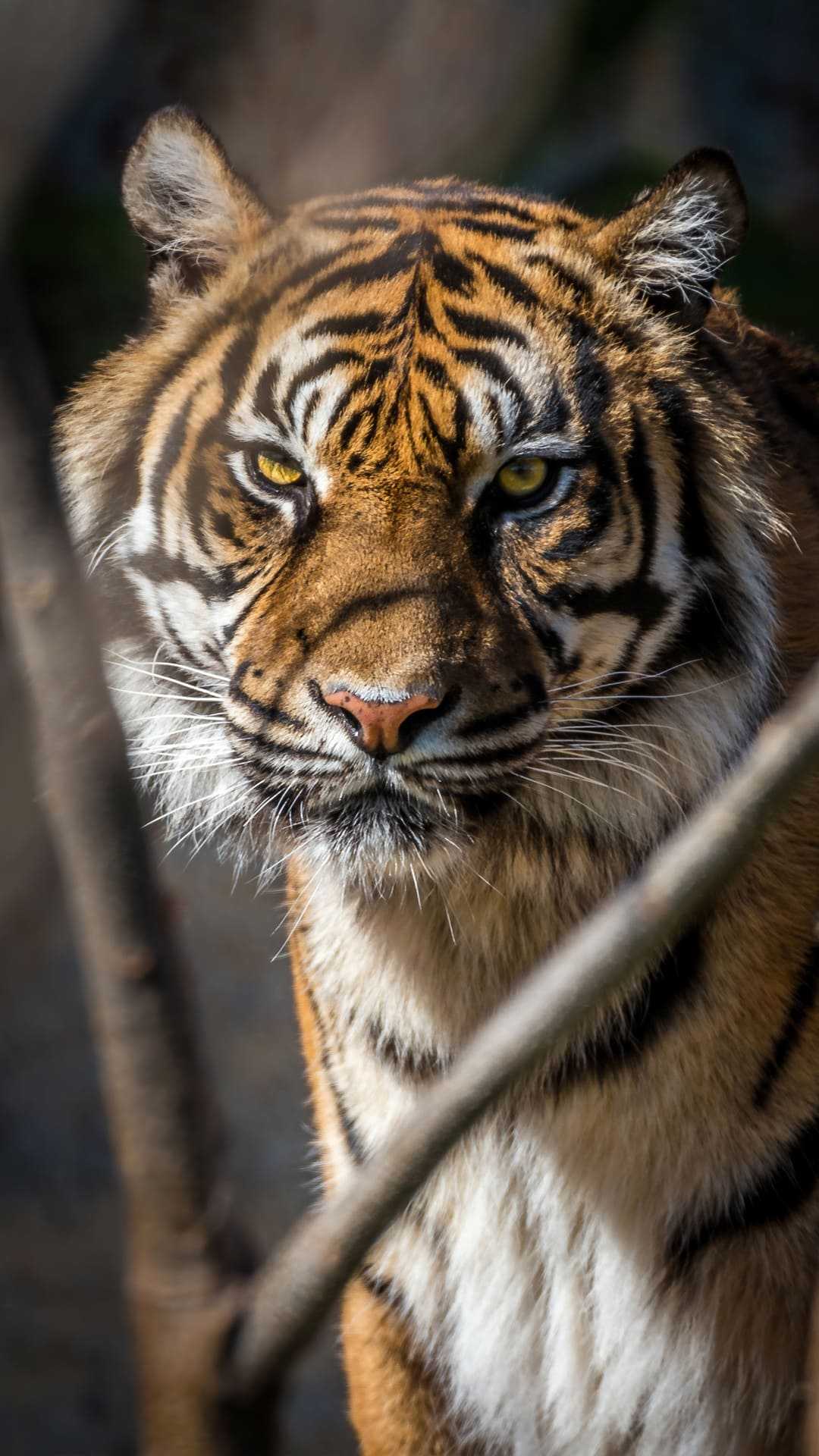 Tiger Wallpaper - NawPic