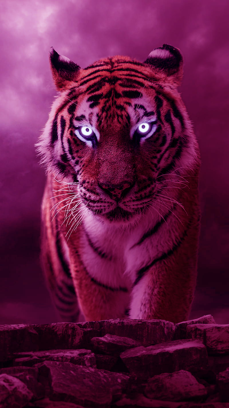 Lovely Pink Tiger  Cats  Animals Background Wallpapers on Desktop Nexus  Image 2421694