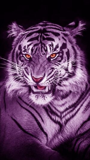 Tiger Wallpaper - NawPic