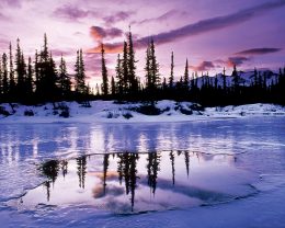 Winter Background Wallpaper
