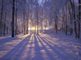 Winter Background Wallpaper