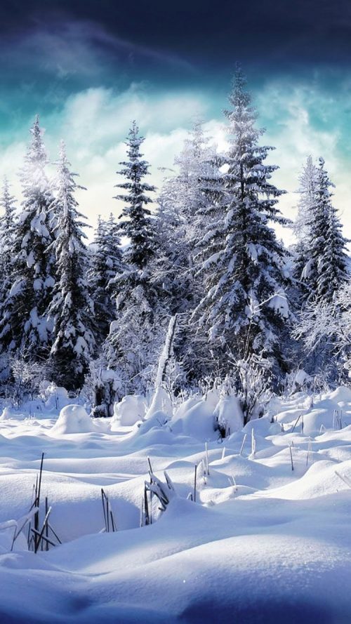 Winter Background Wallpaper