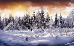 Winter Background Wallpaper